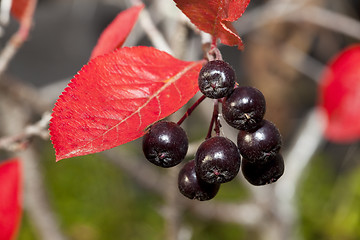 Image showing Black chokeberry (Aronia melanocarpa)