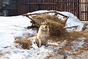 Image showing Dog-in-the-manger