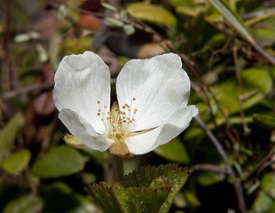 Image showing Cloudberry