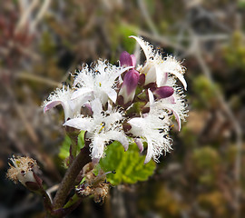 Image showing Blooming Menyanthes trifoliata 