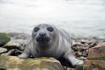 Image showing Harp seal