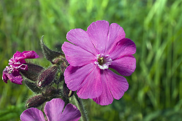 Image showing Melandrium dioicum