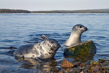 Image showing Seals