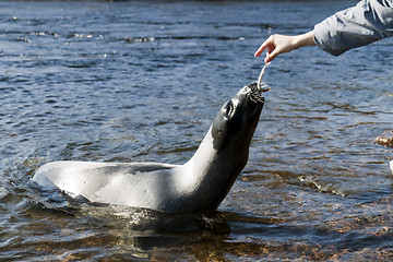 Image showing Harp seal