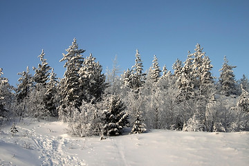 Image showing Winter landscape in the forest