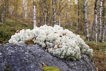 Image showing Reindeer moss