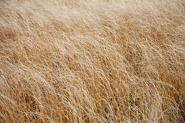 Image showing Texture yellow grass