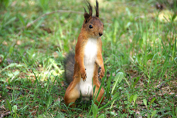 Image showing Squirrel 