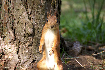 Image showing Squirrel 