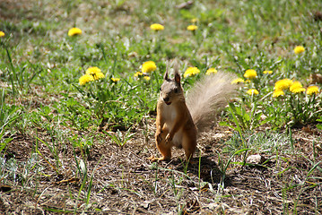 Image showing Squirrel 