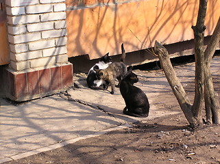 Image showing cats