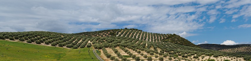 Image showing Mediterranean hills covered with rows of olive trees