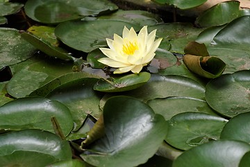 Image showing Yellow water lily