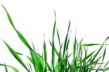 Image showing Green grass isolated 