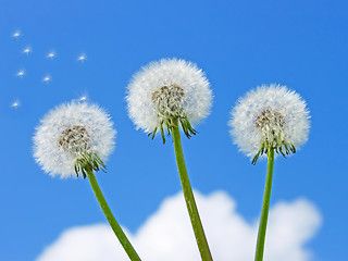 Image showing Three dandelion against the blue sky