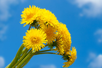 Image showing Bouquet of dandelion against the blue sky
