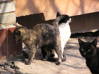 Image showing cats