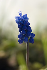 Image showing Grape Hyacinth I