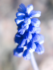 Image showing Grape Hyacinth II