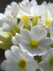 Image showing White primula I