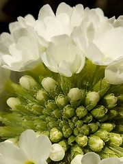 Image showing White primula II