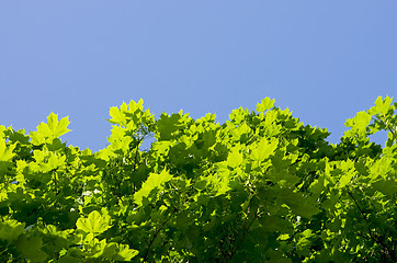 Image showing maple leaves