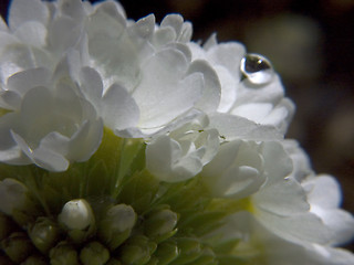 Image showing White primula V