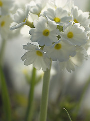 Image showing White primula VI