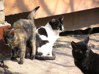 Image showing cats