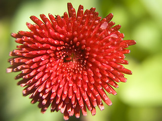 Image showing Red daisy