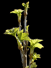 Image showing Black currant branch