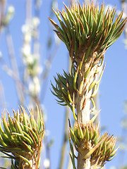Image showing Spring sprouts of fir
