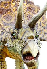 Image showing Triceratops portrait