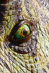 Image showing Dinosaur eye