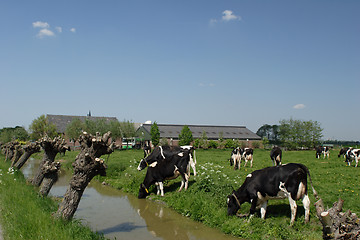 Image showing Cows