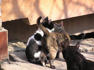 Image showing cats