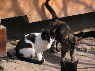 Image showing cats