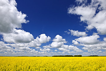 Image showing Canola field