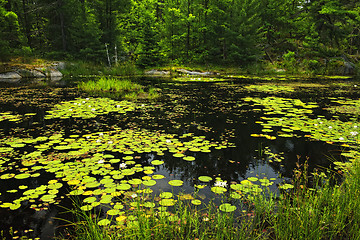 Image showing Lily pads on lake