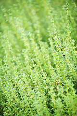 Image showing Thyme plants