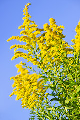 Image showing Goldenrod plant