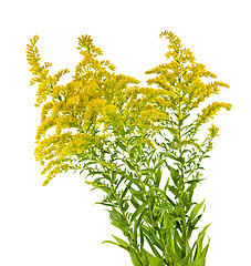 Image showing Goldenrod plant