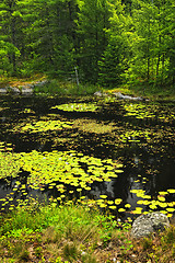 Image showing Lily pads on lake