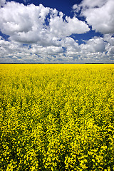 Image showing Canola field