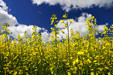 Image showing Canola plants in field