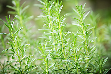 Image showing Rosemary herb plants