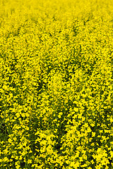 Image showing Canola plants