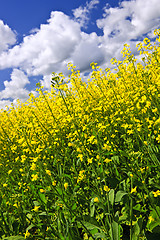 Image showing Canola plants in field