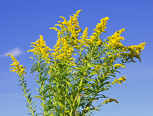 Image showing Goldenrod plant