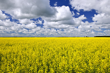 Image showing Canola field